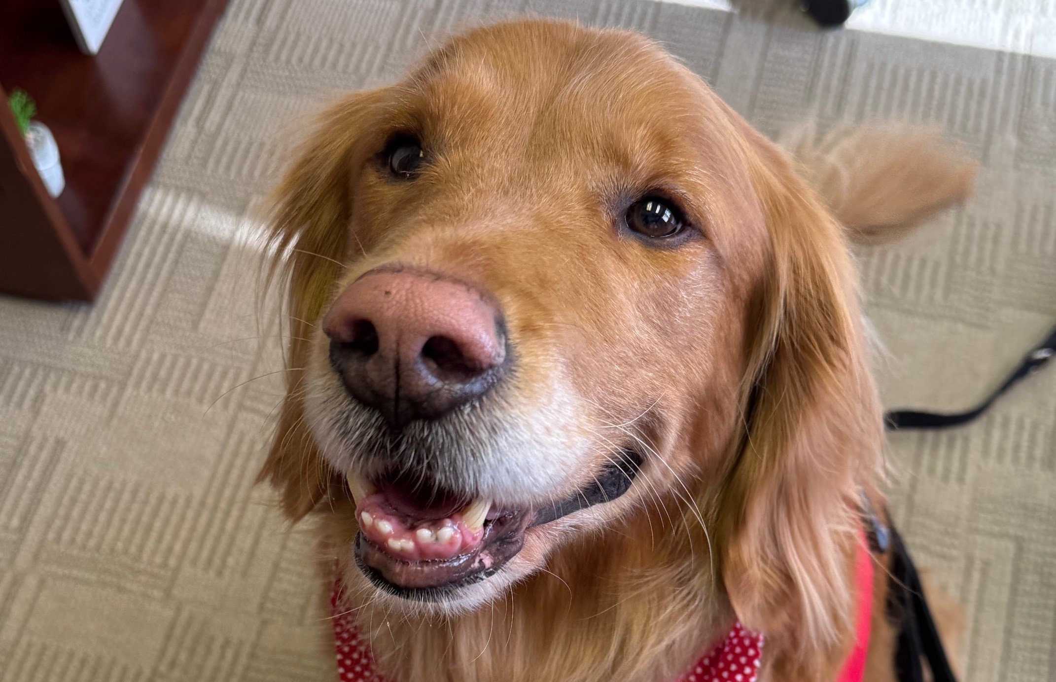 Indy the therapy dog is making a difference for behavioral health patients